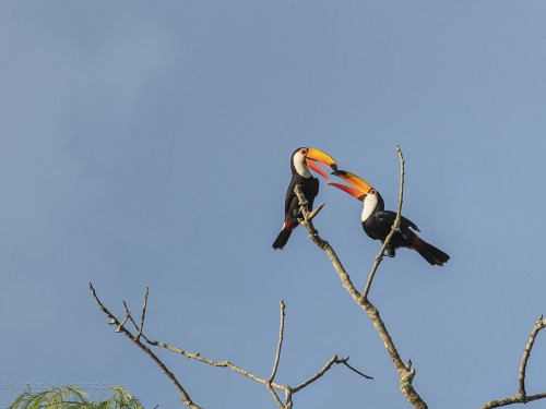 Tukan wielki (ang. Toco Toucan, łac. Ramphastos toco) - 6485- Fotografia Przyrodnicza - WlodekSmardz.pl