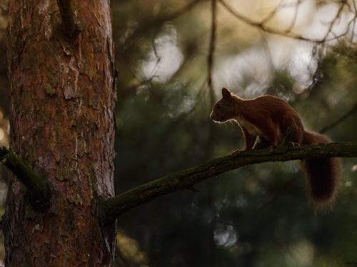 Wiewiórka ruda (ang. Red squirrel, łac. Sciurus vulgaris) - 3362 - Fotografia Przyrodnicza - WlodekSmardz.pl