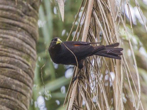 Kacyk czerwonorzytny (ang.  Red-rumped Cacique, łac. Cacicus haemorrhous) - 6633- Fotografia Przyrodnicza - WlodekSmardz.pl