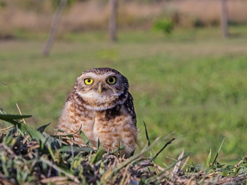 Pójdźka ziemna (ang. Burrowing Owl, łac. Athene cunicularia) - 6765- Fotografia Przyrodnicza - WlodekSmardz.pl