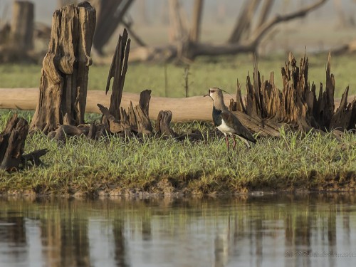 Czajka miedziana (ang. Southern Lapwing, łac. Vanellus chilensis) - 7217- Fotografia Przyrodnicza - WlodekSmardz.pl