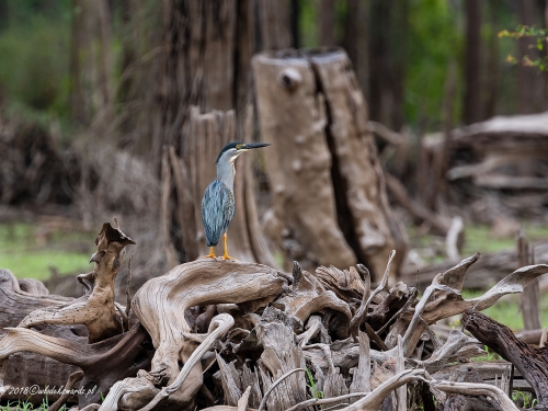 Czapla zielonawa (ang. Striated or Galapagos Heron, łac. Butorides striata) - 7572- Fotografia Przyrodnicza - WlodekSmardz.pl