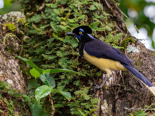 Modrowronka pluszogłowa (ang. Plush-crested or White-naped Jay, łac. Cyanocorax chrysops) - 6638- Fotografia Przyrodnicza - WlodekSmardz.pl