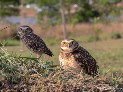 Pójdźka ziemna (ang. Burrowing Owl, łac. Athene cunicularia) - 6751- Fotografia Przyrodnicza - WlodekSmardz.pl