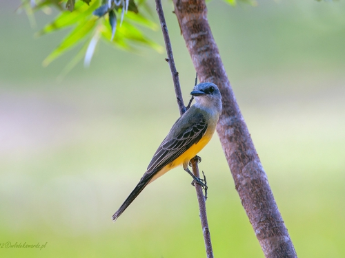 Bentewi palmowy (ang. Sulphury Flycatcher, łac. Tyrannopsis sulphurea) - 3646- Fotografia Przyrodnicza - WlodekSmardz.pl