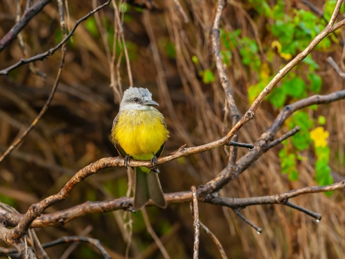 Bentewi palmowy (ang. Sulphury Flycatcher, łac. Tyrannopsis sulphurea) - 3452- Fotografia Przyrodnicza - WlodekSmardz.pl