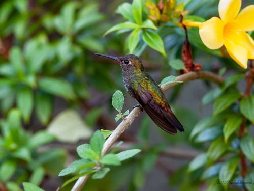 Szmaragdzik lśniący (ang. Glittering-throated Emerald, łac. Amazilia fimbriata) - 4252 - Fotografia Przyrodnicza - WlodekSmardz.pl