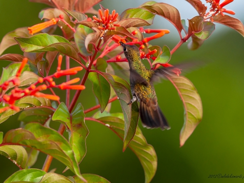 Szmaragdzik lśniący (ang. Glittering-throated Emerald, łac. Amazilia fimbriata) - 4298 - Fotografia Przyrodnicza - WlodekSmardz.pl