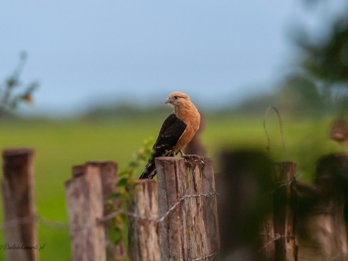 Trębacz jasnogłowy (ang. Yellow-headed Caracara, łac. Milvago chimachima) - 3888- Fotografia Przyrodnicza - WlodekSmardz.pl