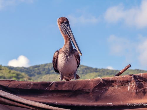 Pelikan brunatny (ang. Brown Pelican, łac. Pelecanus occidentalis) - 3779- Fotografia Przyrodnicza - WlodekSmardz.pl
