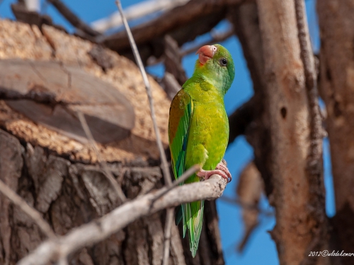 Stadniczka brązowoszkrzydła (ang. Orange-chinned Parakeet, łac. Brotogeris jugularis) - 4308 - Fotografia Przyrodnicza - WlodekSmardz.pl