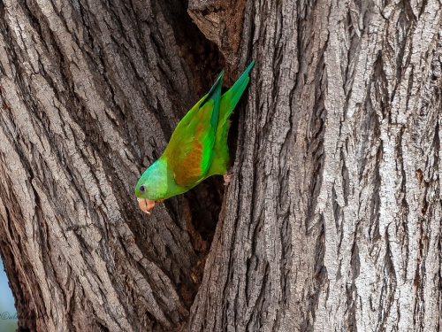 Stadniczka brązowoszkrzydła (ang. Orange-chinned Parakeet, łac. Brotogeris jugularis) - 4314 - Fotografia Przyrodnicza - WlodekSmardz.pl