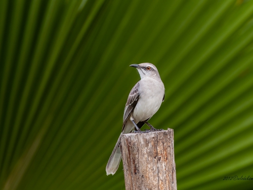 Przedrzeźniacz siwy (ng. Tropical Mockingbird, łac. Mimus glivus) - 4691 - Fotografia Przyrodnicza - WlodekSmardz.pl