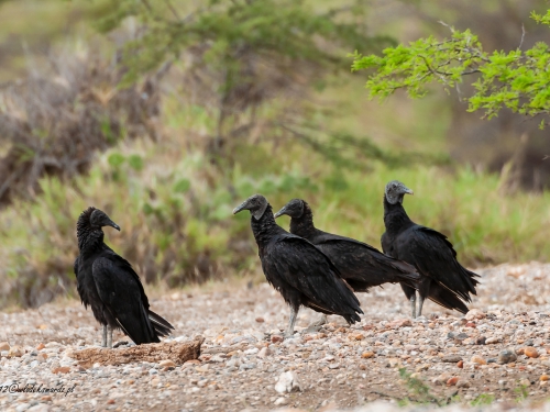 Sępnik czarny (ang. Black Vulture, łac. Coragyps atratus) - 4915 - Fotografia Przyrodnicza - WlodekSmardz.pl