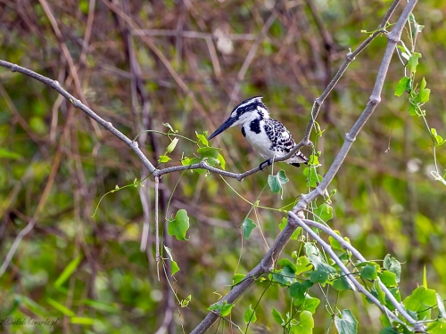 Rybaczek srokaty (ang. Pied kingfisher, łac. Ceryle rudis) -9227- Fotografia Przyrodnicza - WlodekSmardz.pl