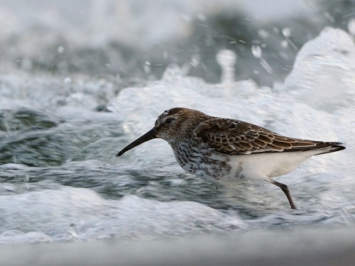 Biegus zmienny (ang. Dunlin, łac. calidris alpina) - 1126- Fotografia Przyrodnicza - WlodekSmardz.pl