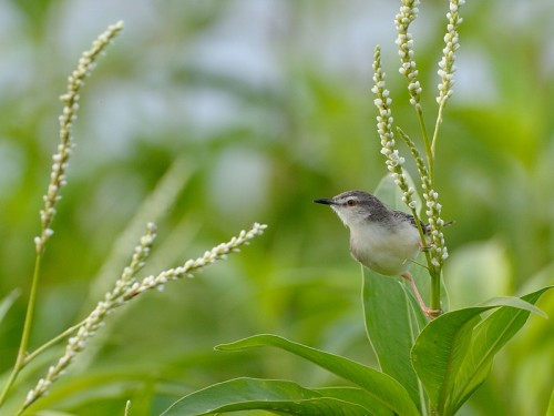 Prinia płowa (ang. Plain prinia, łac. Prinia inornata) - Fotografia Przyrodnicza - WlodekSmardz.pl