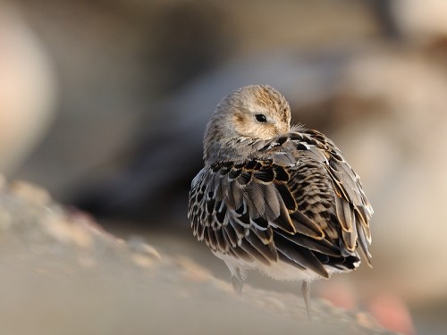 Biegus zmienny (ang. Dunlin, łac. calidris alpina) - 0548- Fotografia Przyrodnicza - WlodekSmardz.pl