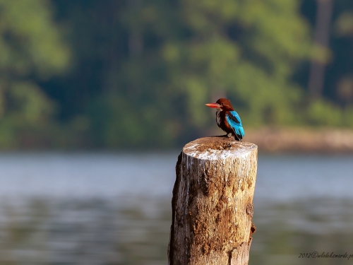 Rybaczek krasnodzioby (ang. White-throated kingfisher, łac. Halcyon smyrnensis) -9699 - Fotografia Przyrodnicza - WlodekSmardz.pl