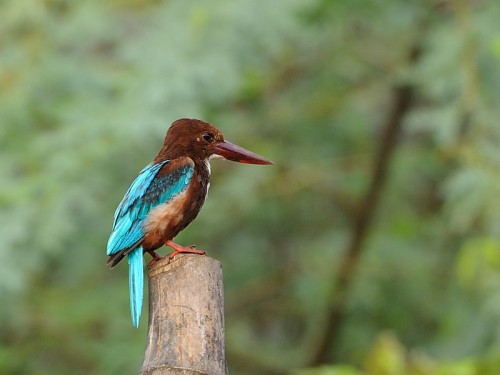 Rybaczek krasnodzioby (ang. White-throated kingfisher, łac. Halcyon smyrnensis) - Fotografia Przyrodnicza - WlodekSmardz.pl