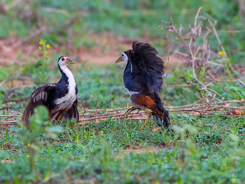 Bagiewnik białopierśny (ang. White-breasted Waterhen, łac. Amaurornis phoenicurus) - 1192 - Fotografia Przyrodnicza - WlodekSmardz.pl