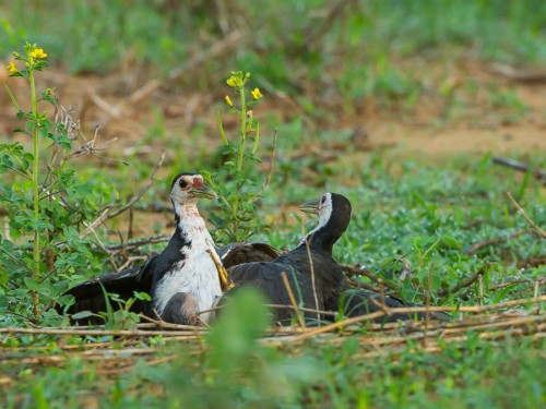 Bagiewnik białopierśny (ang. White-breasted Waterhen, łac. Amaurornis phoenicurus) - 1218 - Fotografia Przyrodnicza - WlodekSmardz.pl