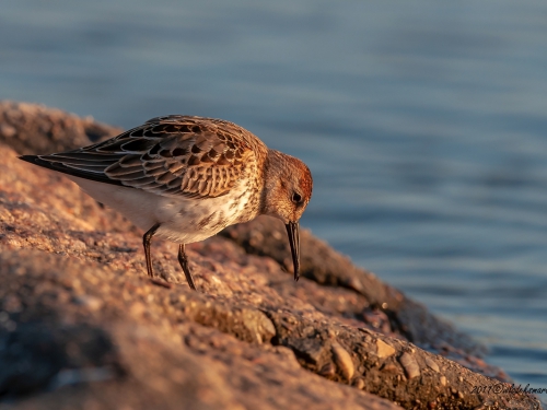 Biegus zmienny (ang. Dunlin, łac. calidris alpina) - 2191- Fotografia Przyrodnicza - WlodekSmardz.pl