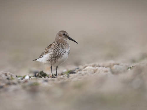 Biegus zmienny (ang. Dunlin, łac. calidris alpina) - 0583- Fotografia Przyrodnicza - WlodekSmardz.pl