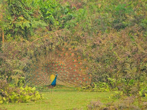 Paw (ang.Indian Peafowl łac. Pavo cristatus) - 1218 - Fotografia Przyrodnicza - WlodekSmardz.pl