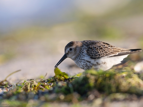 Biegus zmienny (ang. Dunlin, łac. calidris alpina) - 6184- Fotografia Przyrodnicza - WlodekSmardz.pl