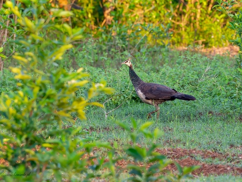 Paw (ang.Indian Peafowl łac. Pavo cristatus) - 1137 - Fotografia Przyrodnicza - WlodekSmardz.pl