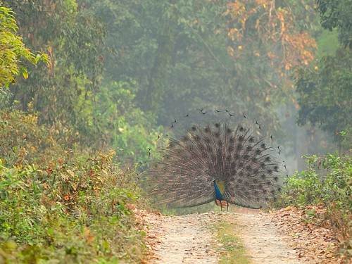 Paw (ang.Indian Peafowl łac. Pavo cristatus) - 2967 - Fotografia Przyrodnicza - WlodekSmardz.pl