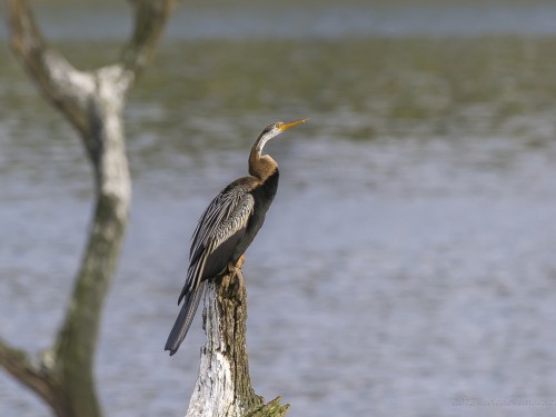 Wężówka indyjska(ang.Indian Oriental Darter łac. Anhinga melanogaster) - 0310 - Fotografia Przyrodnicza - WlodekSmardz.pl