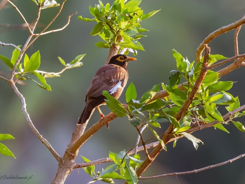 Majna brunatna (ang. Common Myna łac. Acridotheres tristis) - 1163 - Fotografia Przyrodnicza - WlodekSmardz.pl