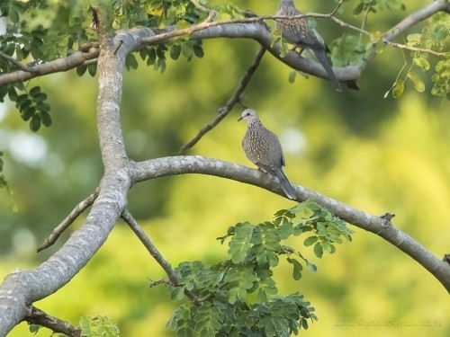 Synogarlica perłoszyja (ang. Spotted Dove, łac. Streptopelia chinensis) 1158 - Fotografia Przyrodnicza - WlodekSmardz.pl