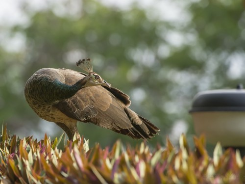 Paw (ang.Indian Peafowl łac. Pavo cristatus) - 0660 - Fotografia Przyrodnicza - WlodekSmardz.pl