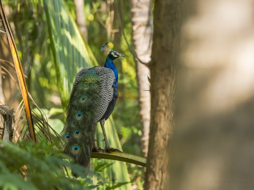 Paw (ang.Indian Peafowl łac. Pavo cristatus) - 1260 - Fotografia Przyrodnicza - WlodekSmardz.pl