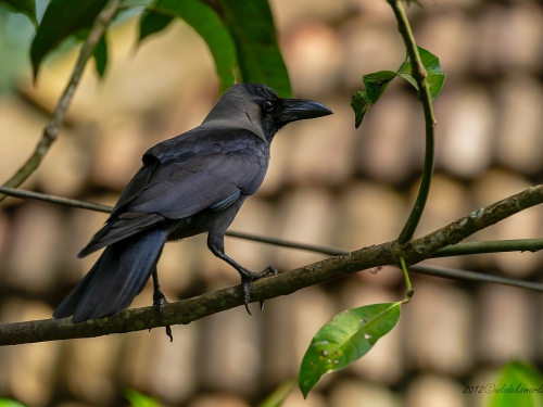 Wrona wielkodzioba (ang. Large-billed Crow, łac. Corvus macrorhynchos) 9805 - Fotografia Przyrodnicza - WlodekSmardz.pl