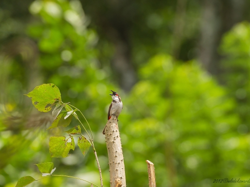 Bibil zbroczony (ang. Red-whiskered Bulbul, łac. Pycnonotus jocosus) 0032 - Fotografia Przyrodnicza - WlodekSmardz.pl