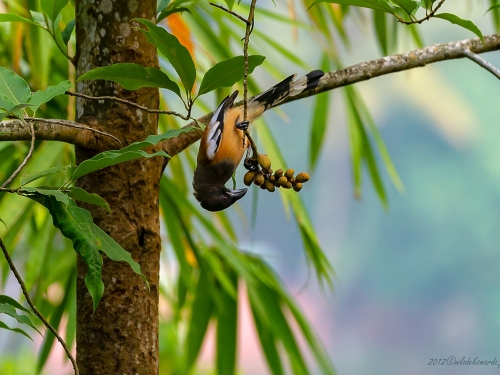 Sroka jasnoskrzydła (ang. Rufous Treepie, łac. Dendrocitta vagabunda) -9611 - Fotografia Przyrodnicza - WlodekSmardz.pl