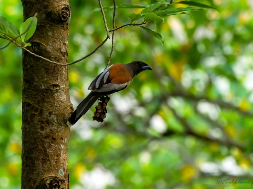 Sroka jasnoskrzydła (ang. Rufous Treepie, łac. Dendrocitta vagabunda) -9638 - Fotografia Przyrodnicza - WlodekSmardz.pl