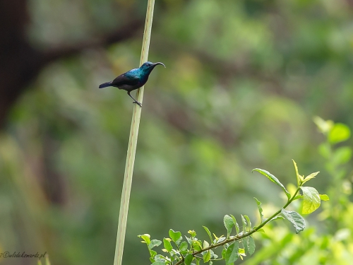 Nektarnik długodzioby (ang. Long-billed Sunbird, łac. Cinnyris lotenius) -0865 - Fotografia Przyrodnicza - WlodekSmardz.pl