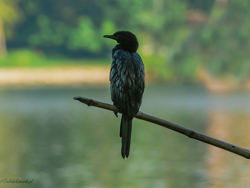 Kormoran skromny (ang. Little Cormorant, łac. Microcarbo niger) -9715 - Fotografia Przyrodnicza - WlodekSmardz.pl