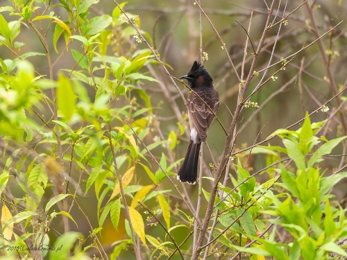 Bibil czerwonoplamy (ang. Red-vented Bulbul, łac. Pycnonotus cafer) 3105 - Fotografia Przyrodnicza - WlodekSmardz.pl