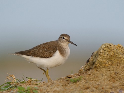 Brodziec piskliwy (ang. Common Sandpipe, łac. Actitis hypoleucos)- Fotografia Przyrodnicza - WlodekSmardz.pl