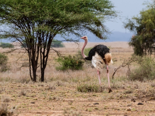 Struś czerwonoskóry (ang. Common Ostrich, łac. Cinnyris lotenius) -5989 - Fotografia Przyrodnicza - WlodekSmardz.pl