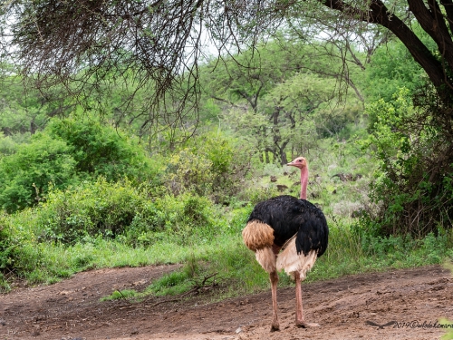 Struś czerwonoskóry (ang. Common Ostrich, łac. Cinnyris lotenius) -6518 - Fotografia Przyrodnicza - WlodekSmardz.pl