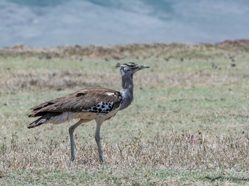 Drop olbrzymi (ang. Kori Bustard, łac. Ardeotis kori) -5646- Fotografia Przyrodnicza - WlodekSmardz.pl