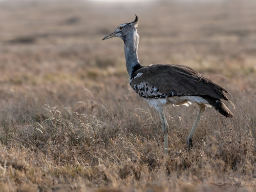 Drop olbrzymi (ang. Kori Bustard, łac. Ardeotis kori) -5502- Fotografia Przyrodnicza - WlodekSmardz.pl