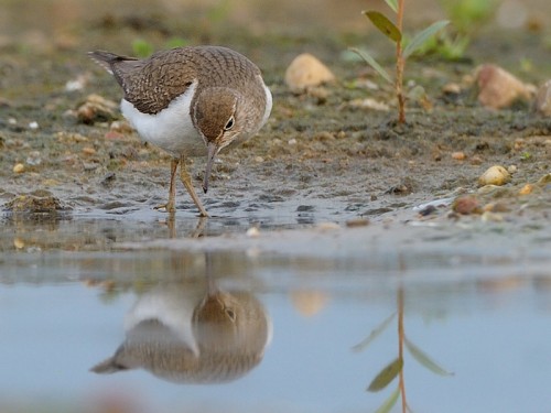 Brodziec piskliwy (ang. Common Sandpipe, łac. Actitis hypoleucos)- Fotografia Przyrodnicza - WlodekSmardz.pl